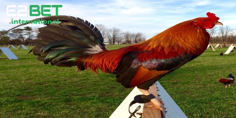 Giống gà đá cựa sắt Mỹ thuần chủng nổi bật nhờ sức mạnh về thể chất