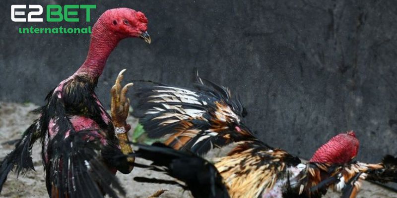 Sơ lược về các thuật ngữ đá gà thomo