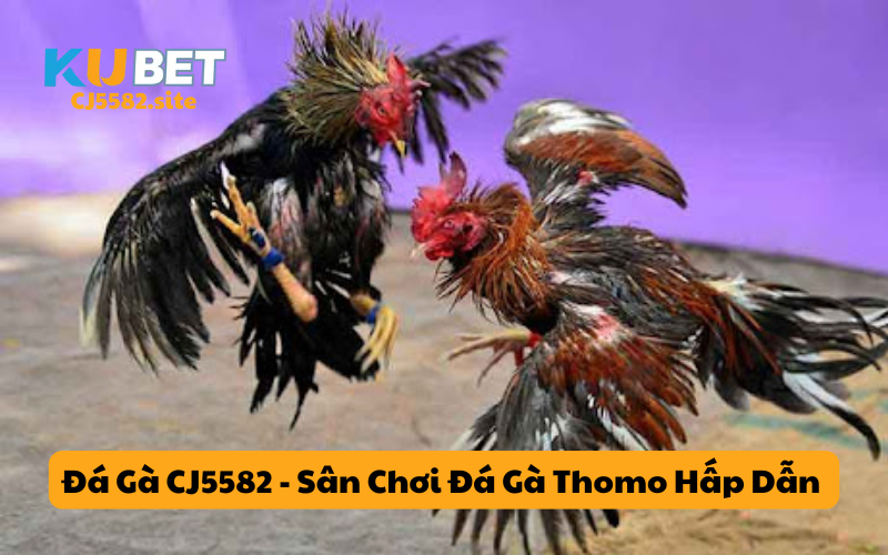 Đá Gà CJ5582 - Sân Chơi Đá Gà Thomo Hấp Dẫn Và Cơ Hội Thắng Lớn