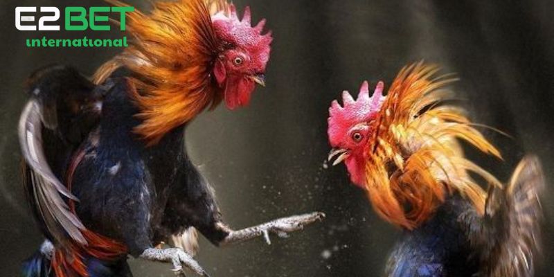 Giới thiệu một số thuật ngữ đá gà thomo